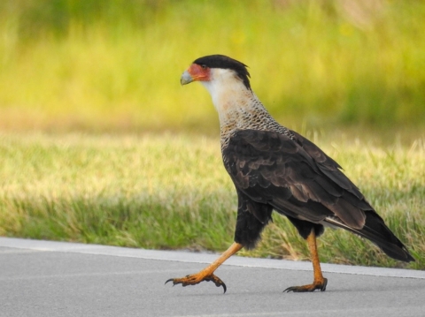 Crested caracara walking on a path