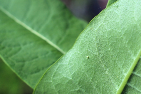 A monarch butterfly egg on a common milkweed leaf