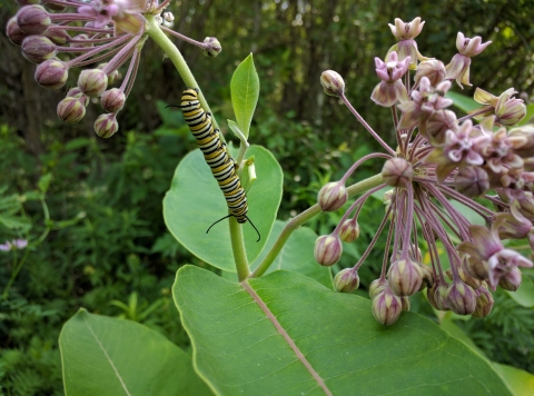 A monarch caterpillar on a common milkweed plant
