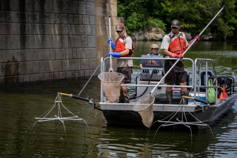 Electrofishing for invasive invasive carp