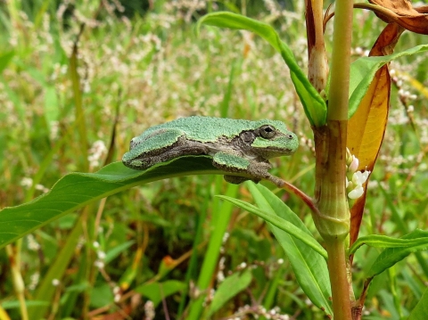 Green and grey frog sitting on an leaf in a field