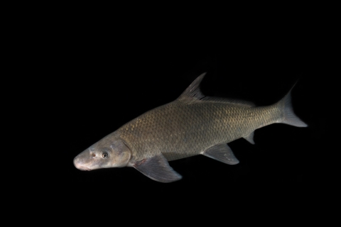 A fish with a long dorsal fin, elongate body and bottom oriented or sucker mouth.