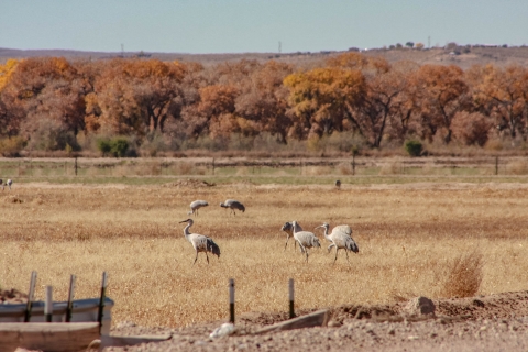 Sandhill Cranes in field; trees in back