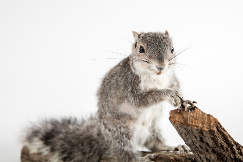 Delmarva Peninsula fox squirrel
