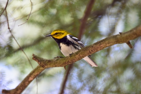 Black-throated green warbler on tree branch
