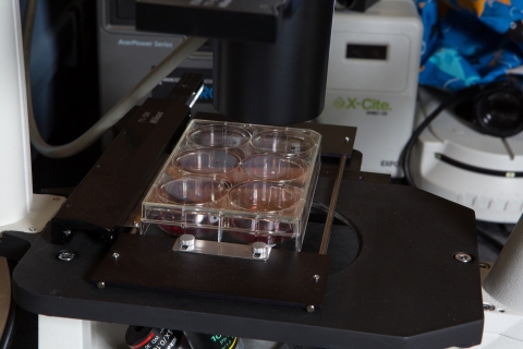 Freshwater mussel cell culture