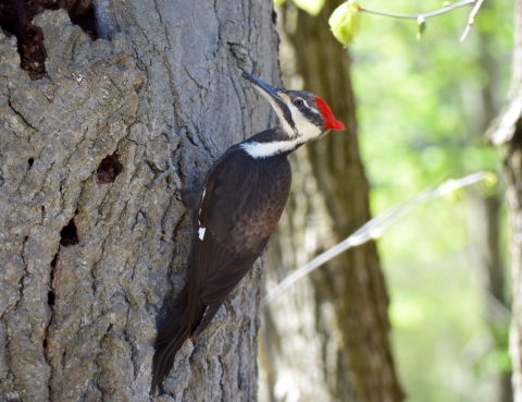 Pileated woodpecker at Julia Butler Hansen Refuge for the Columbian White-tailed Deer