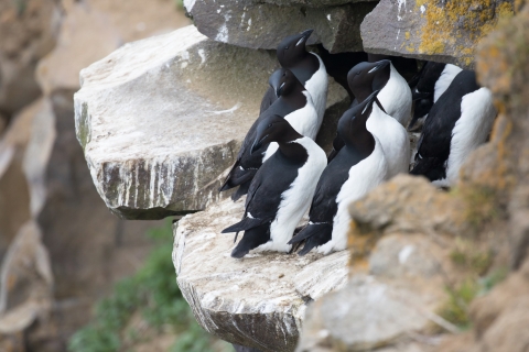 Black and white seabirds clustered on a cliff ledge