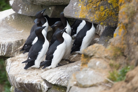 black and white seabirds on a cliff ledge