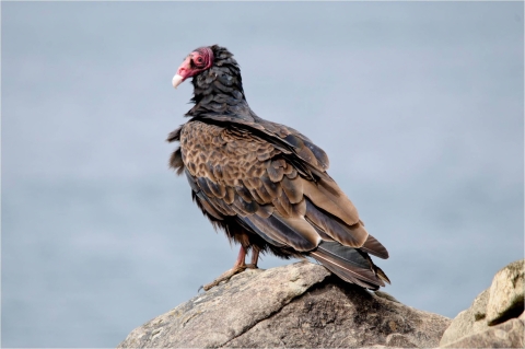 Turkey vulture perched on a rock