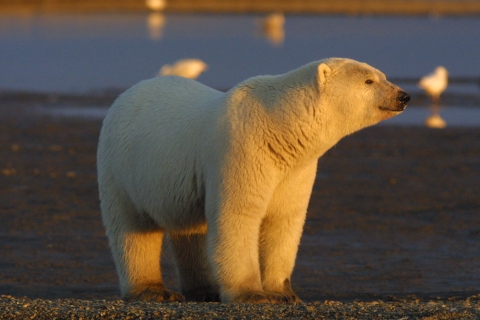 Polar bear on beach at sunset