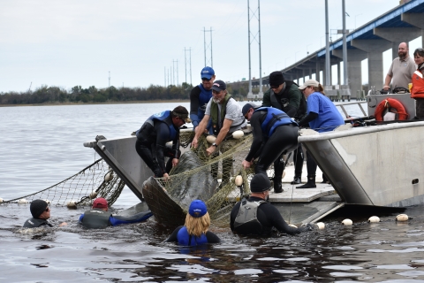 Several partnerships assisted with this manatee rescue in Charleston, South Carolina