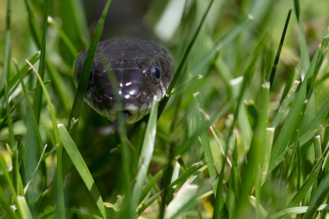 Black rat snake in grass