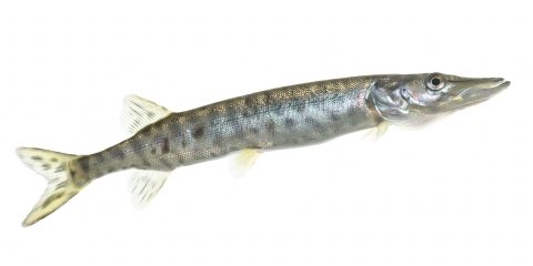 Muskellunge