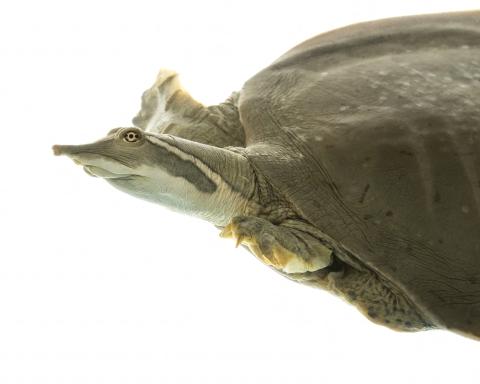 Smooth softshell turtle