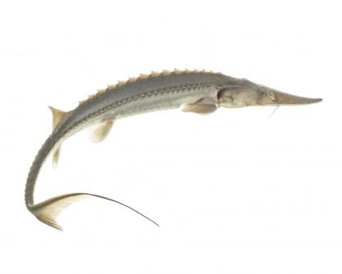 Juvenile pallid sturgeon yearling
