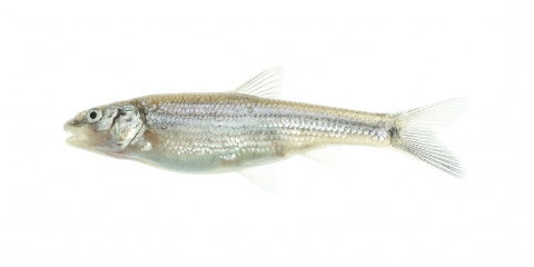 Small silvery minnow on a white background