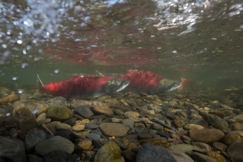 Sockeye salmon under water