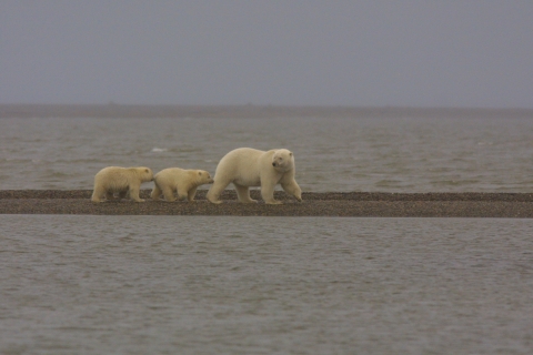 Mother polar bear with her two young cubs