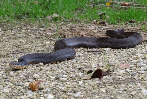 A copperbelly watersnake on the ground