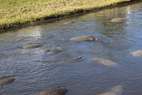 Manatees using a small warm water site in Brevard County, FL. At certain times of the year, they congregate at passive warm water sites like this to take advantage of the warm water, necessary for survival