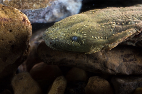 Portrait of a hellbender under water