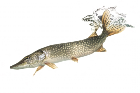 Northern pike under water