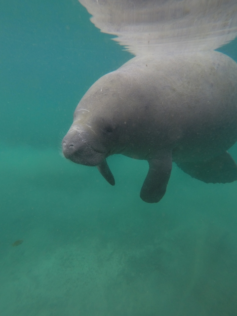 West indian manatee at Silver Spring