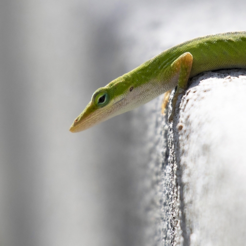 Green anole