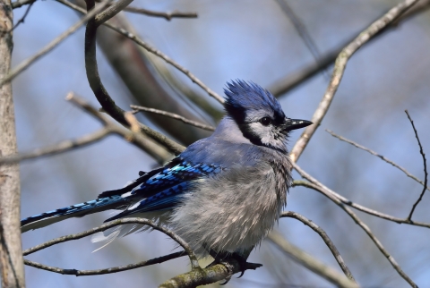 Blue jay after bath