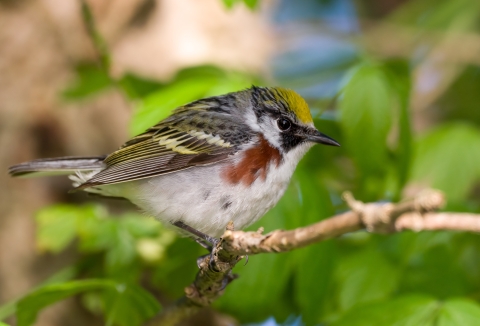 Chestnut-sided warbler at Magee Marsh