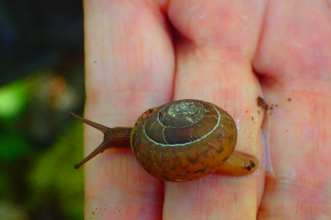Biologist completing a Species Status assessment and 12 month finding for the Puget Oregonian