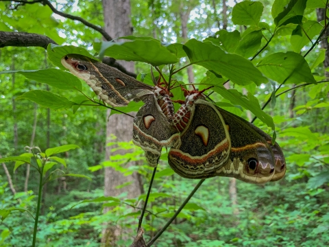 Two cecropia moths