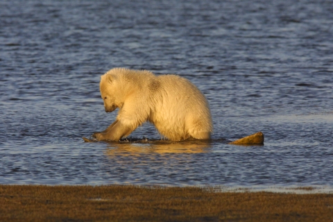 Young polar bear on top of log in water