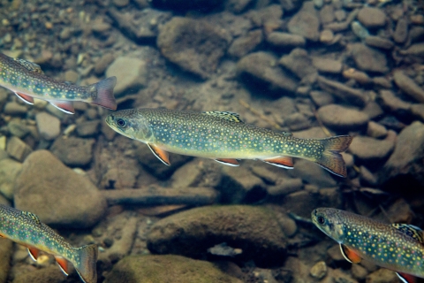 a group of dark green fish with yellow spots and orange fins swims above a rocky stream bed