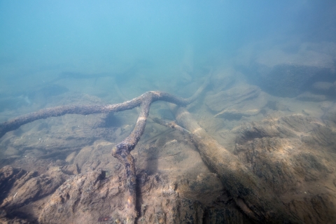 Submerge log in Potomac River. Submerged logs provide fish habit and protection 