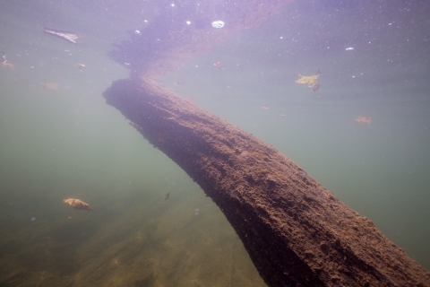 Submerged log drifting in Potomac River