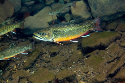 Brook trout under water