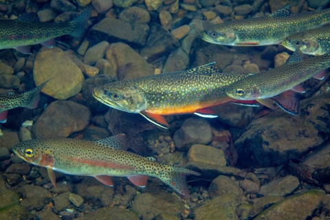 a group of dark green fish with yellow spots and orange fins swims above a rocky stream bed