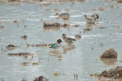 Green-winged teal. Small dabbling duck