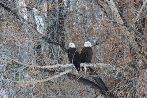 Two bald eagles in National Elk Refuge