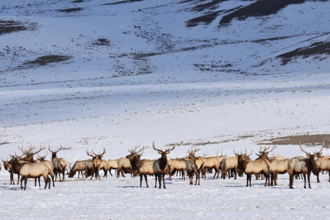 Several bull elk in herd grazing in the snow at base of mountain