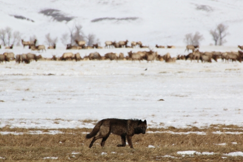 Black wolf searching for ground squirrels. Herd of elk in background at National Elk Refuge