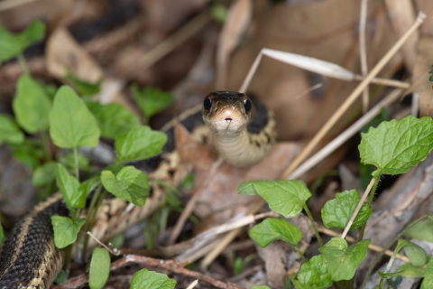 Eastern garter snake hidden amongst the leaves 