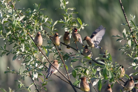 Cedar waxwings on willow branches at Julia Butler Hansen Refuge for the Columbian White-tailed Deer