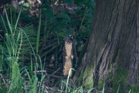 Long-tailed weasel not a social animal. Lives apart except for mating season.
