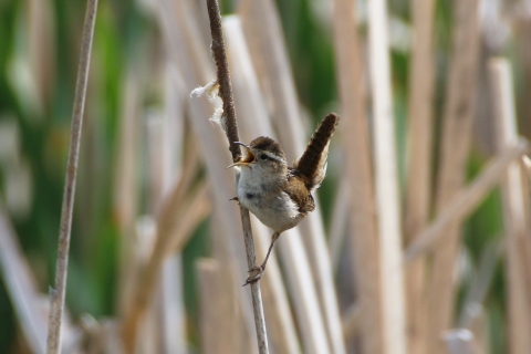 Mash wren at National Elk Refuge