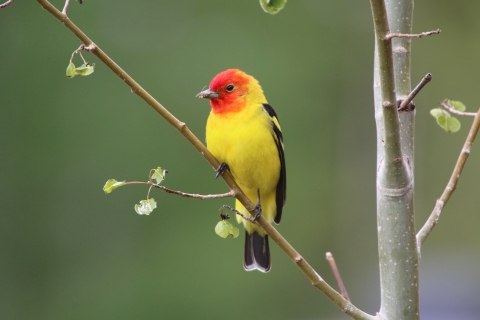 Male western tanger perched on tree branch at National Elk Refuge