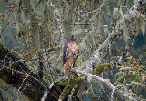 Western red-tailed hawk perched on tree branch