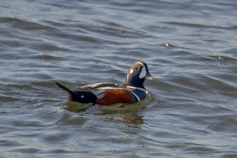 Male harlequin duck. Seattle